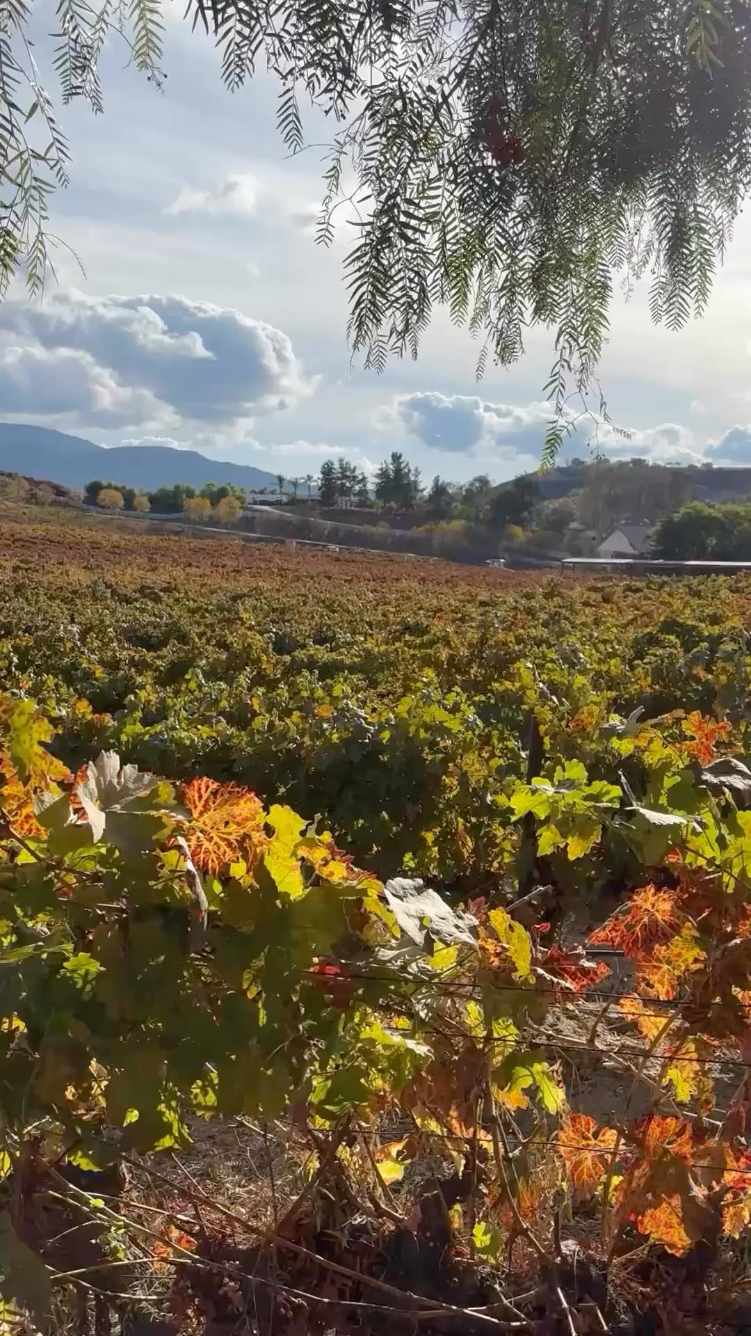 An attitude of gratitude every week, but especially this one 🧡 Happy Thanksgiving week friends!

#gratitude #happythanksgiving #qotd #quotestoliveby #wordsofwisdom #thankful #winecountry #views #temeculaca